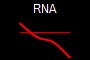 RNA